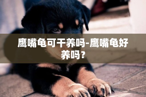 鷹嘴龜可干養嗎-鷹嘴龜好養嗎？