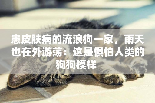 患皮膚病的流浪狗一家，雨天也在外游蕩：這是懼怕人類的狗狗模樣 