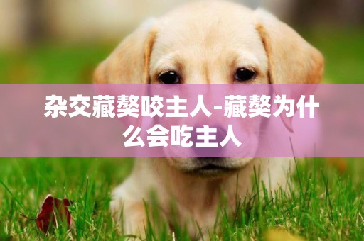 雜交藏獒咬主人-藏獒為什么會吃主人