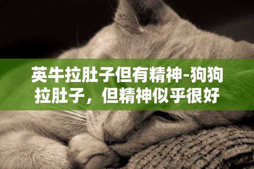 英牛拉肚子但有精神-狗狗拉肚子，但精神似乎很好