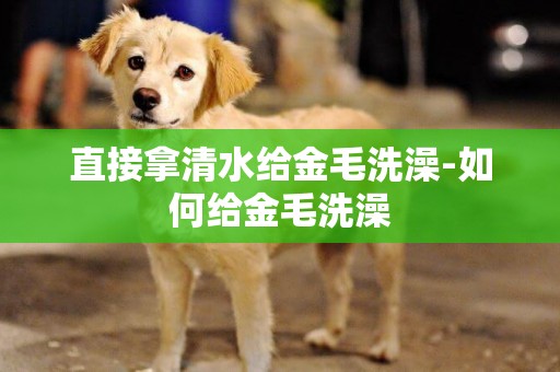 直接拿清水給金毛洗澡-如何給金毛洗澡