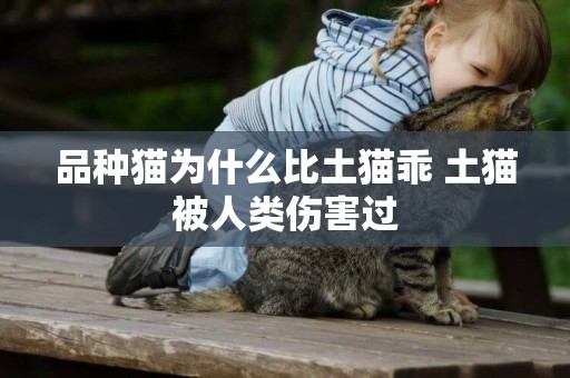 品種貓為什么比土貓乖 土貓被人類傷害過