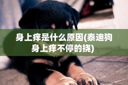 身上癢是什么原因(泰迪狗身上癢不停的撓) 