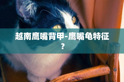越南鷹嘴背甲-鷹嘴龜特征？