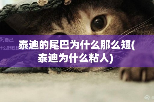 泰迪的尾巴為什么那么短(泰迪為什么粘人) 