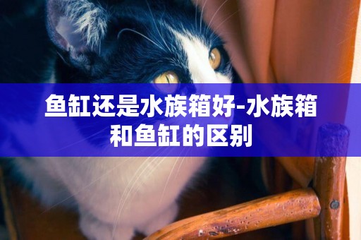 魚缸還是水族箱好-水族箱和魚缸的區別