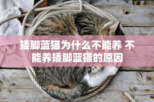 矮腳藍貓為什么不能養 不能養矮腳藍貓的原因