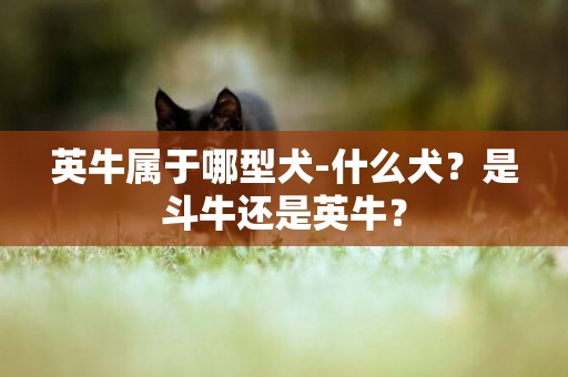 英牛屬于哪型犬-什么犬？是斗牛還是英牛？