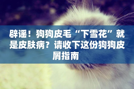 辟謠！狗狗皮毛“下雪花”就是皮膚病？請收下這份狗狗皮屑指南 