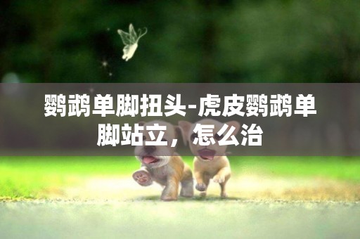 鸚鵡單腳扭頭-虎皮鸚鵡單腳站立，怎么治