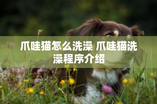 爪哇貓怎么洗澡 爪哇貓洗澡程序介紹