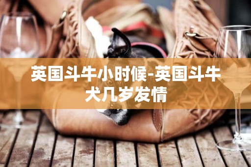 英國斗牛小時候-英國斗牛犬幾歲發情