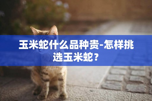 玉米蛇什么品種貴-怎樣挑選玉米蛇？
