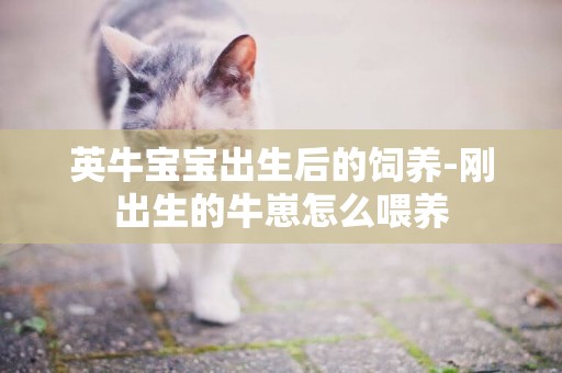 英牛寶寶出生后的飼養-剛出生的牛崽怎么喂養