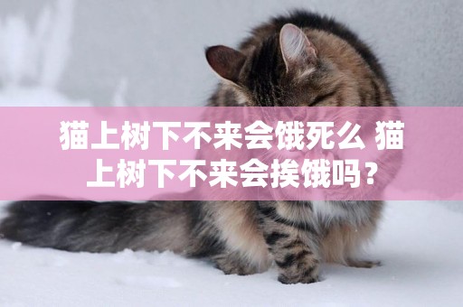 貓上樹下不來會餓死么 貓上樹下不來會挨餓嗎？