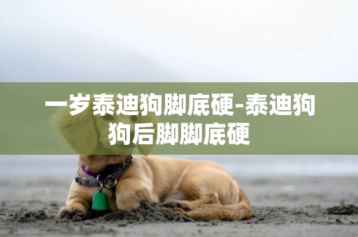 一歲泰迪狗腳底硬-泰迪狗狗后腳腳底硬