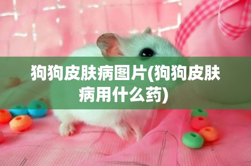 狗狗皮膚病圖片(狗狗皮膚病用什么藥) 