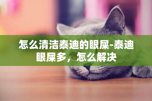 怎么清潔泰迪的眼屎-泰迪眼屎多，怎么解決