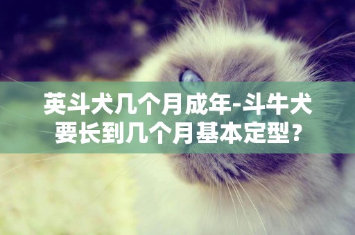 英斗犬幾個月成年-斗牛犬要長到幾個月基本定型？