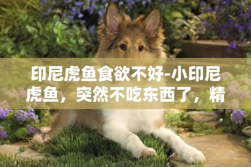 印尼虎魚食欲不好-小印尼虎魚，突然不吃東西了，精神一般，這是什么原因？如何辨別印尼虎魚生病呢？水溫2