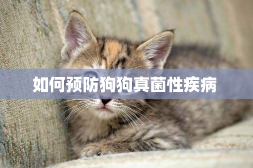 如何預防狗狗真菌性疾病 