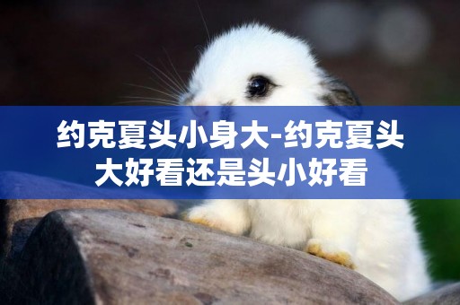 約克夏頭小身大-約克夏頭大好看還是頭小好看