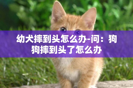 幼犬摔到頭怎么辦-問：狗狗摔到頭了怎么辦