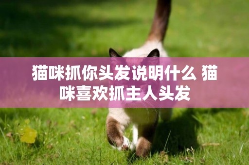 貓咪抓你頭發說明什么 貓咪喜歡抓主人頭發