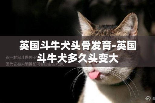 英國斗牛犬頭骨發育-英國斗牛犬多久頭變大