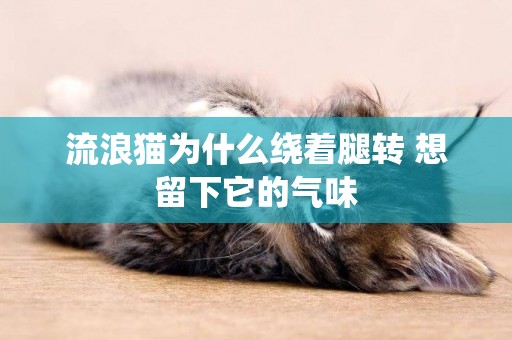流浪貓為什么繞著腿轉 想留下它的氣味