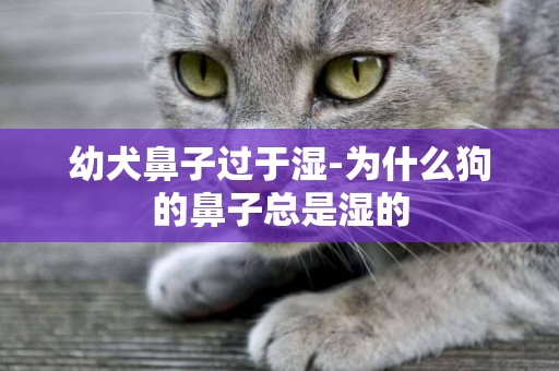 幼犬鼻子過于濕-為什么狗的鼻子總是濕的