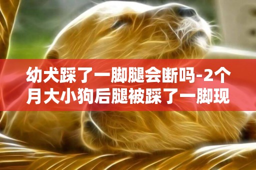 幼犬踩了一腳腿會斷嗎-2個月大小狗后腿被踩了一腳現在后腿不能著地走路怎么辦