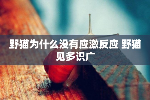 野貓為什么沒有應激反應 野貓見多識廣
