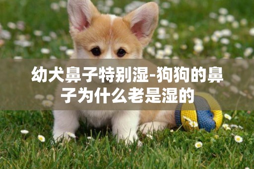 幼犬鼻子特別濕-狗狗的鼻子為什么老是濕的