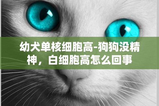 幼犬單核細胞高-狗狗沒精神，白細胞高怎么回事