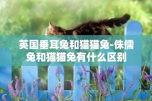 英國垂耳兔和貓貓兔-侏儒兔和貓貓兔有什么區別