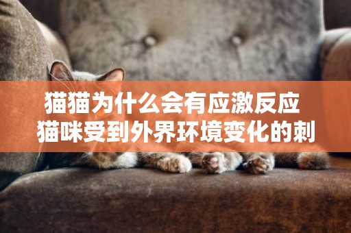 貓貓為什么會有應激反應 貓咪受到外界環境變化的刺激