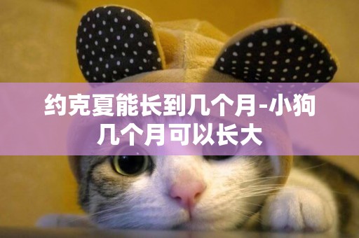 約克夏能長到幾個月-小狗幾個月可以長大