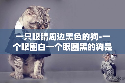 一只眼睛周邊黑色的狗-一個眼圈白一個眼圈黑的狗是什么品種?