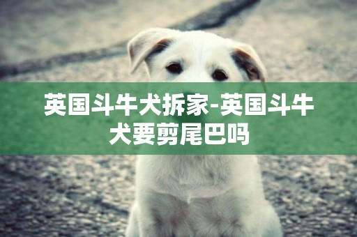 英國斗牛犬拆家-英國斗牛犬要剪尾巴嗎