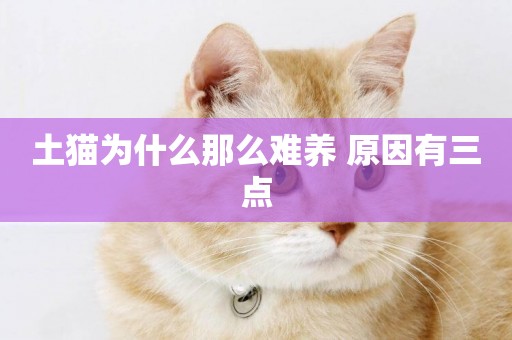 土貓為什么那么難養 原因有三點