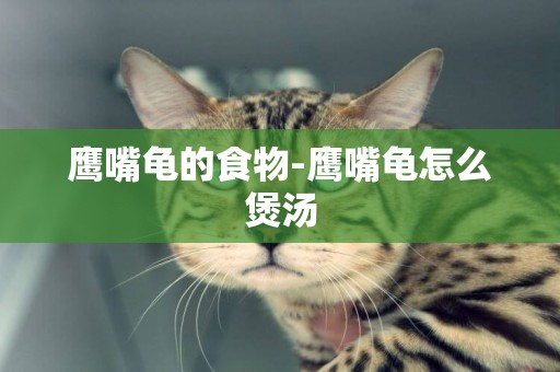 鷹嘴龜的食物-鷹嘴龜怎么煲湯