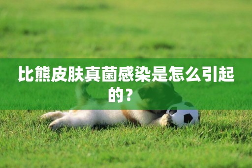 比熊皮膚真菌感染是怎么引起的？ 