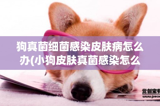 狗真菌細菌感染皮膚病怎么辦(小狗皮膚真菌感染怎么辦) 