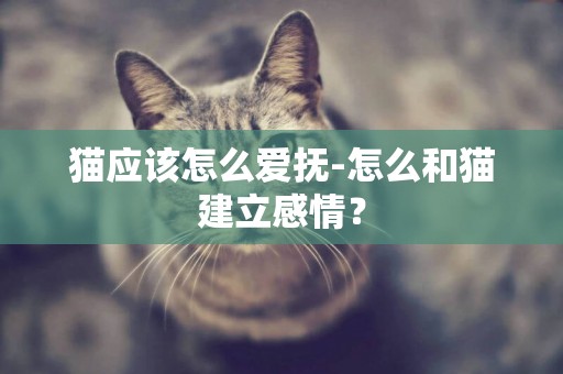 貓應該怎么愛撫-怎么和貓建立感情？