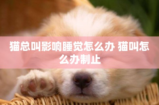 貓總叫影響睡覺怎么辦 貓叫怎么辦制止