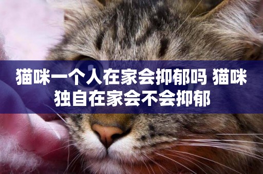 貓咪一個人在家會抑郁嗎 貓咪獨自在家會不會抑郁