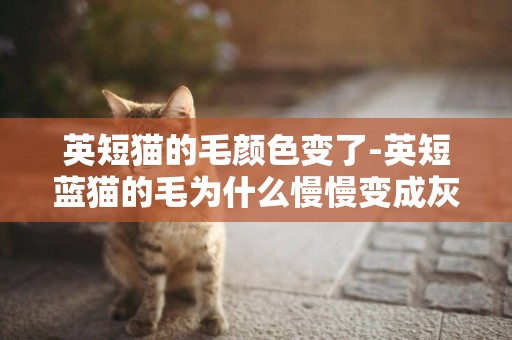 英短貓的毛顏色變了-英短藍貓的毛為什么慢慢變成灰色了
