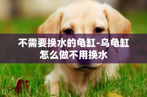 不需要換水的龜缸-烏龜缸怎么做不用換水