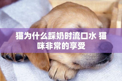 貓為什么踩奶時流口水 貓咪非常的享受